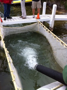 Large Fingerling Muskies being stocked in Lake Geneva